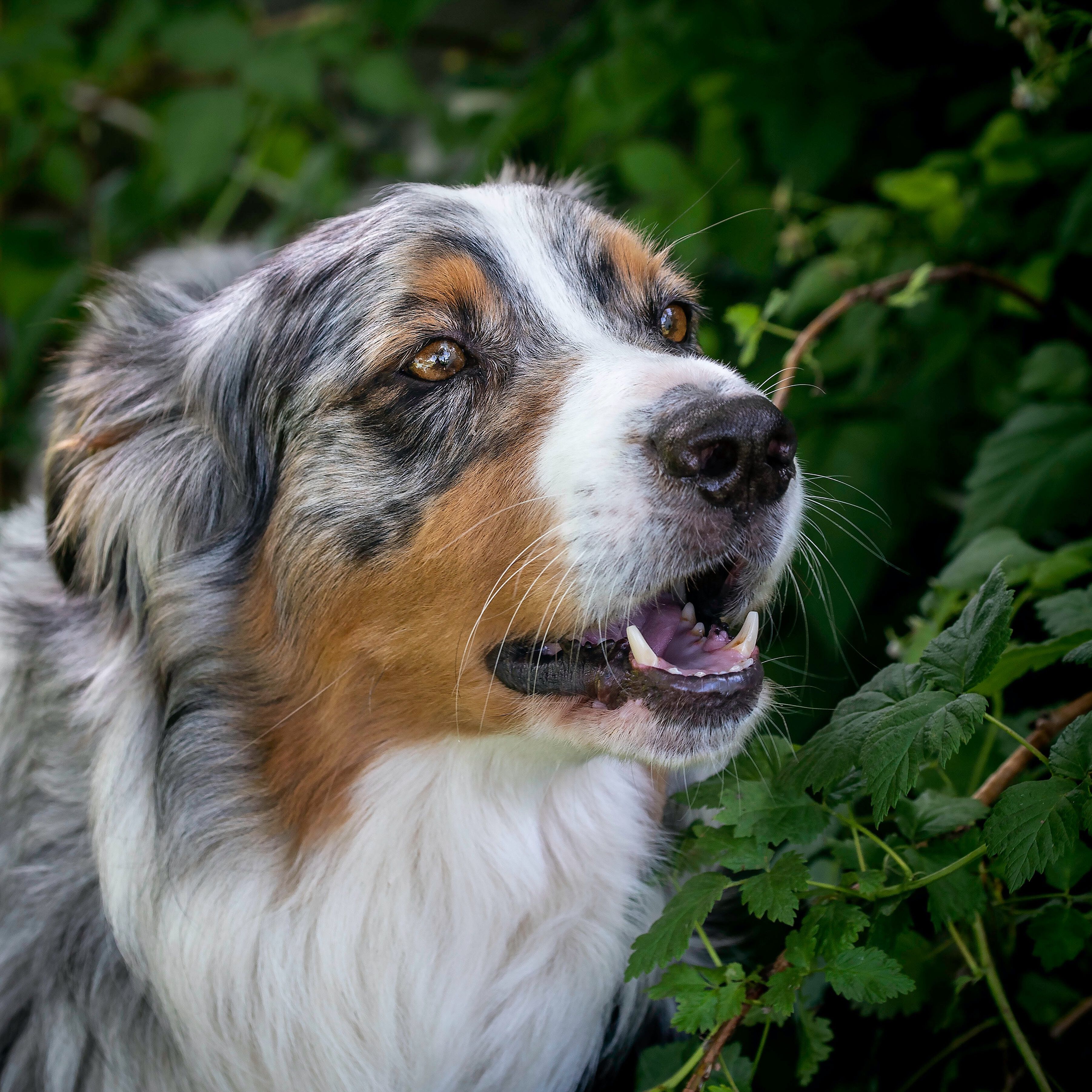 <b>WHICH PLANTS ARE POISONOUS TO DOGS?</b><br><br>Discover which household and garden plants could be harmful to your pooch &ndash; and learn how to keep them safe...</br>
